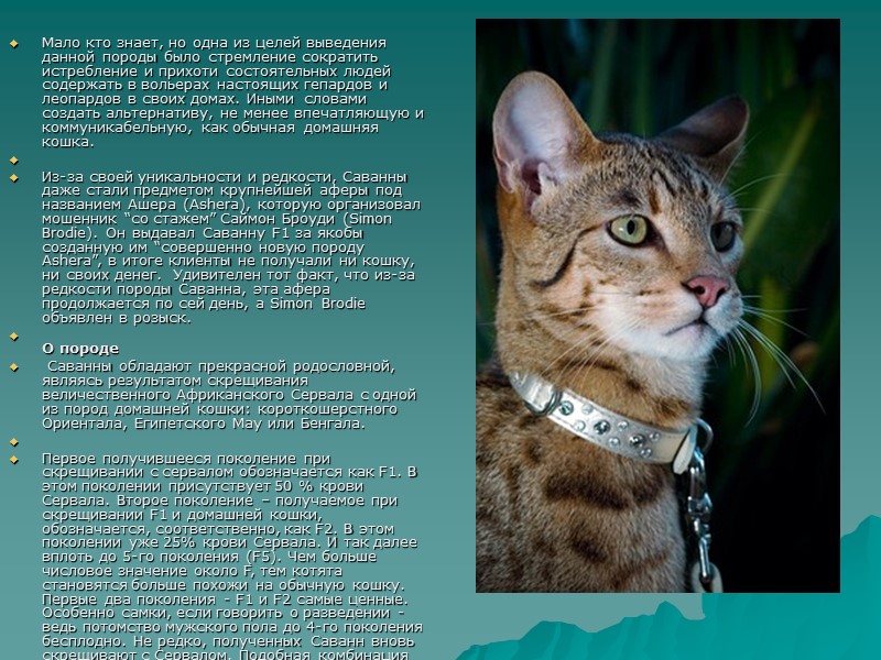 Мало кто знает, но одна из целей выведения данной породы было стремление сократить истребление Мало кто знает, но одна из целей выведения данной породы было стремление сократить истребление